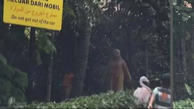 Taman Safari Indonesia, Dua Wanita Bawa 3 Anak Turun Dari Mobil