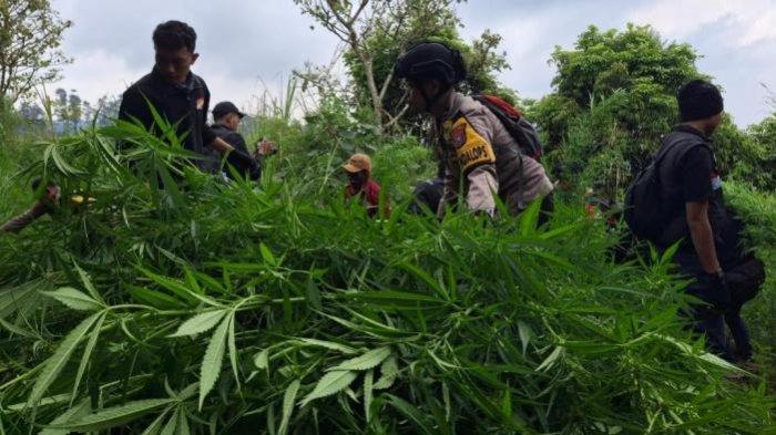 Temuan Ladang Ganja di Kawasan Taman Nasional Bromo Menjadi Sorotan Media Internasional