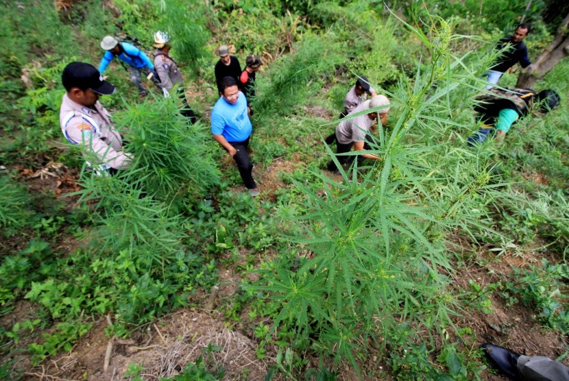 Ladang Ganja Seluas 1.5 Hektare di Kawasan Gunung Bromo