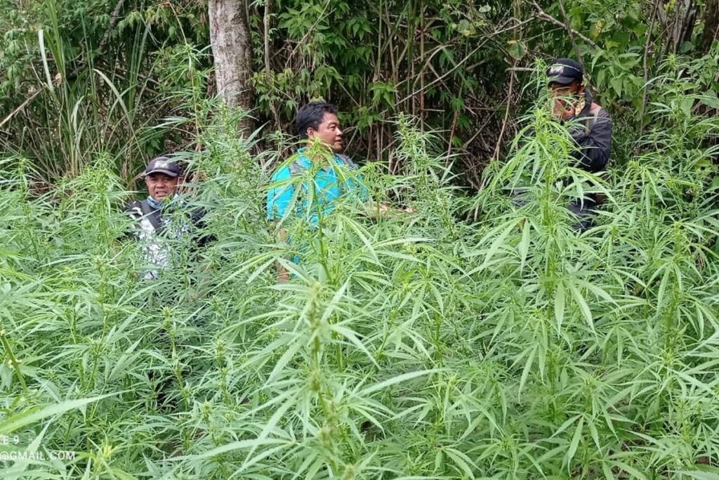 Penemuan Ladang Ganja di Bromo Tersebar di 59 Titik