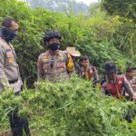 Penemuan Ladang Ganja di Bromo Tersebar di 59 Titik