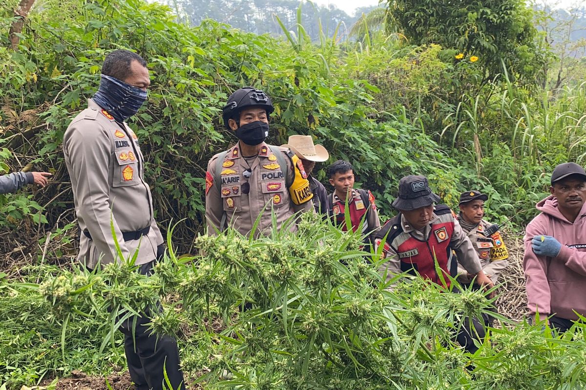 Penemuan Ladang Ganja di Bromo Tersebar di 59 Titik